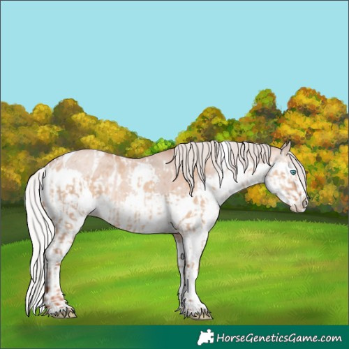Horse Color:Silver Classic Champagne Dun Splash Tobiano Appaloosa  and Silver Sable Champagne Dun Splash Tobiano 