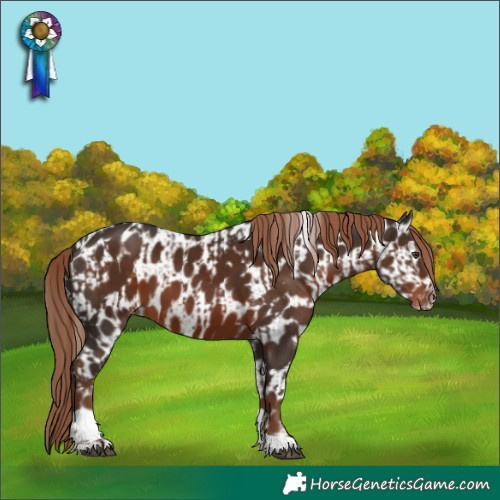 Horse Color:Liver Chestnut Tobiano  and Liver Chestnut Tobiano Appaloosa 