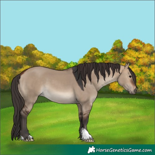 Horse Color:Bay Dun 
