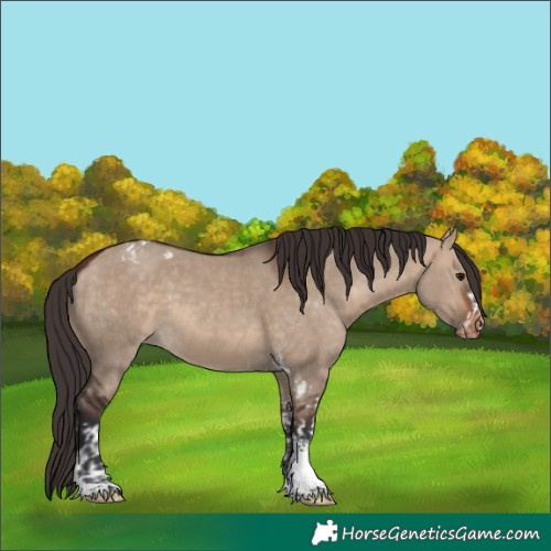 Horse Color:Bay Dun Tobiano Frame Appaloosa Rabicano and Bay Dun Tobiano Appaloosa Rabicano