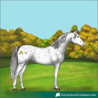 Horse Color:White Spotted Liver Red Dun Sabino