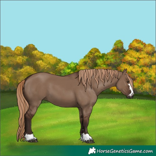 Horse Color:Liver Red Dun 