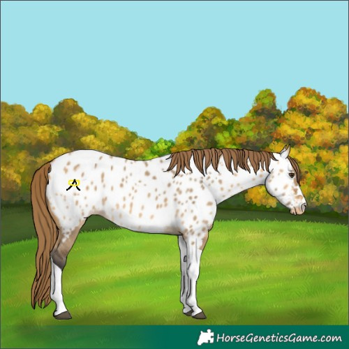 Horse Color:Buckskin Dun Tobiano Appaloosa