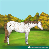 Horse Color:Buckskin Dun Tobiano Near Leopard 