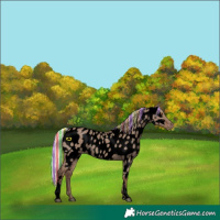 Horse Color:Void Painted White Spotted Silver Grullo Tobiano Near Leopard Rabicano 