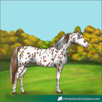 Horse Color:Chestnut Leopard
