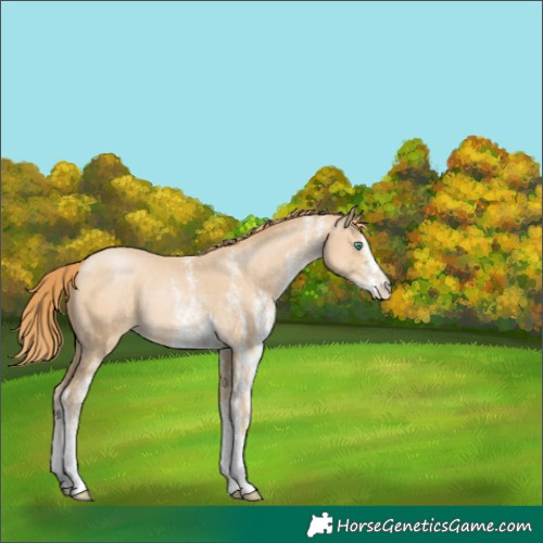 Horse Color:White Spotted Smoky Black Pearl 