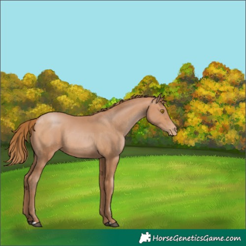 Horse Color:Bay Pearl Rabicano 