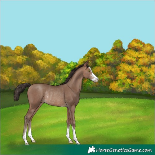 Horse Color:Unknown 