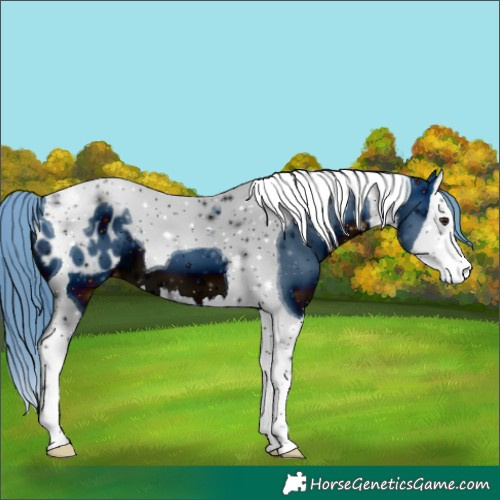 Horse Color:ERROR: UNKNOWN ANOMALY