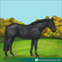 Horse Color:Black and Black