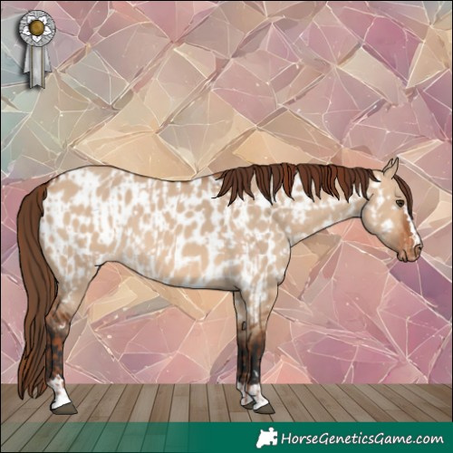 Horse Color:Red Dun and Bay Dun Appaloosa
