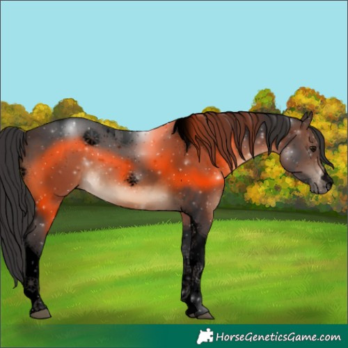 Horse Color:Void Brown Tobiano