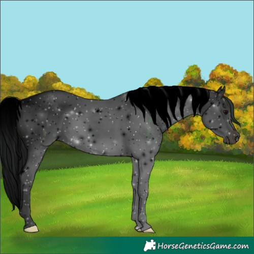 Horse Color:Void White Spotted Midnight Brown Splash Tobiano Near Leopard 