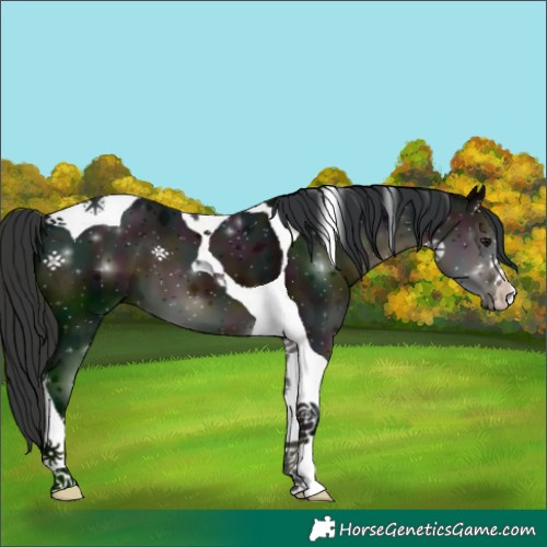 Horse Color:Midnight Brown Tobiano