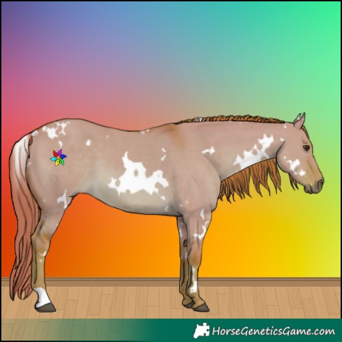 Horse Color:Watercolor White Spotted Red Dun