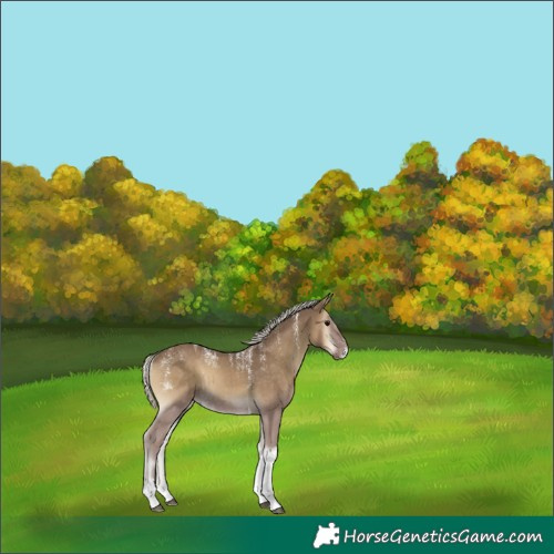Horse Color:Unknown 
