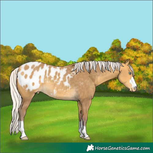 Horse Color:Chocolate Silver Amber Cream Champagne Appaloosa Rabicano