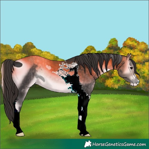 Horse Color:ERROR: UNKNOWN ANOMALY