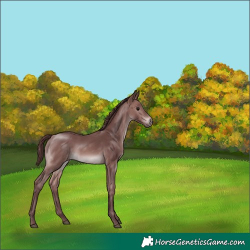 Horse Color:Unknown 