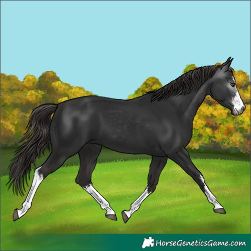 Horse Color:Unknown 