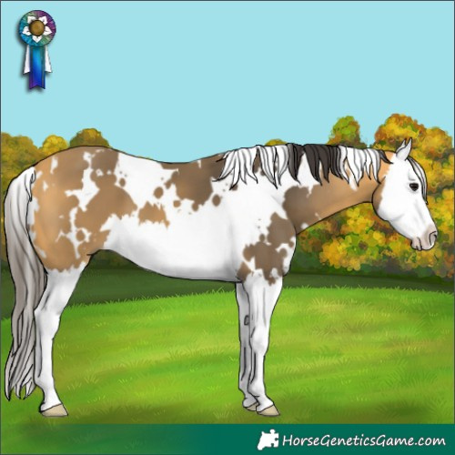 Horse Color:White Spotted Buckskin Splash 