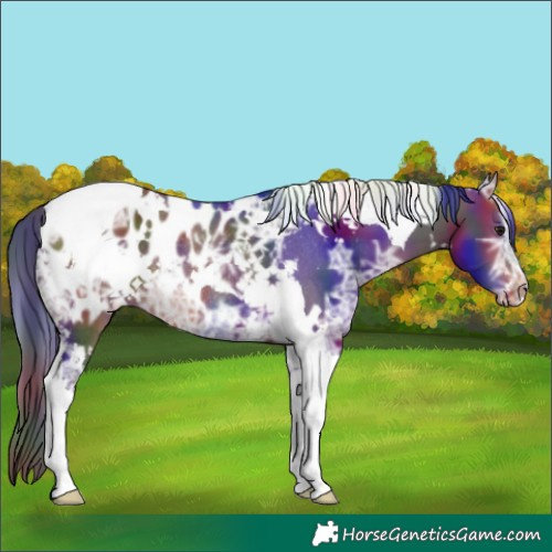 Horse Color:Nacre White Spotted Bay Ice Tobiano Appaloosa Rabicano