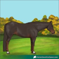 Horse Color:Liver Chestnut 