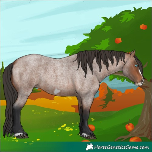 Horse Color:Bay Roan Frame