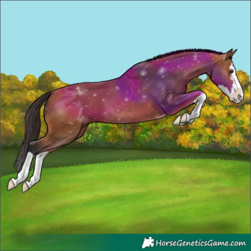 Horse Color:Bay Splash 