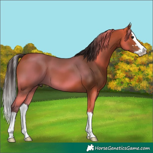 Horse Color:Bay Splash