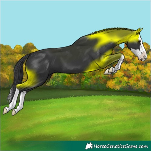Horse Color:Black Splash Appaloosa 
