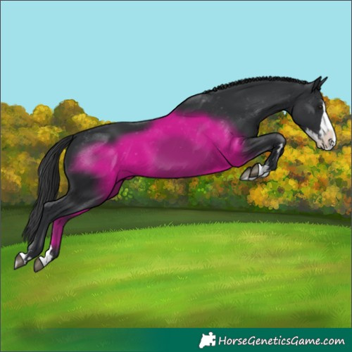 Horse Color:Black Splash Appaloosa