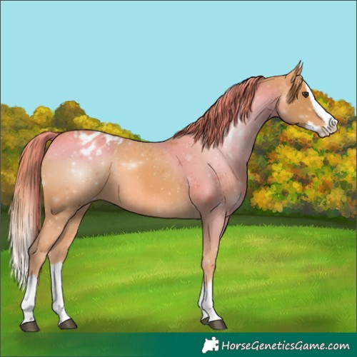 Horse Color:Chestnut Splash Appaloosa