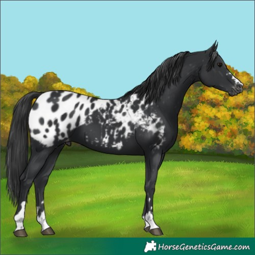 Horse Color:Black Appaloosa