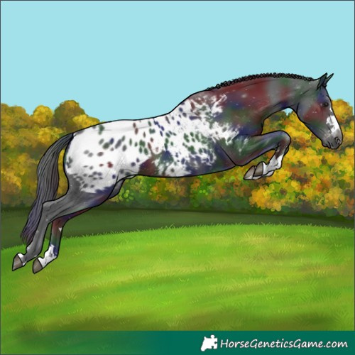Horse Color:Gray Nacre Black Appaloosa