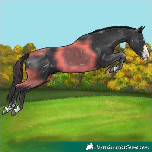 Horse Color:Black Splash