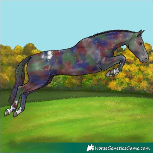 Horse Color:Nacre Black Appaloosa