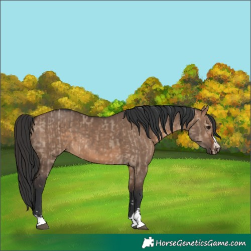Horse Color:Brown Dun  and Brown Dun 
