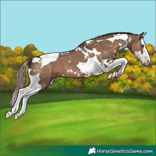 Horse Color:White Spotted Liver Red Dun Splash Tobiano Brindle