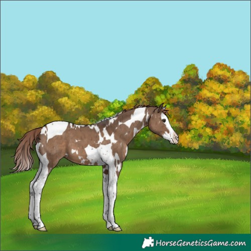 Horse Color:White Spotted Liver Red Dun Splash Tobiano Brindle 