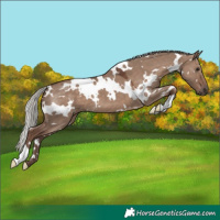 Horse Color:White Spotted Silver Grullo 