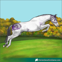 Horse Color:White Spotted Grullo Splash Tobiano 