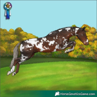 Horse Color:White Spotted Liver Chestnut Appaloosa