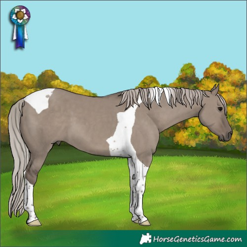 Horse Color:Silver Grullo Tobiano
