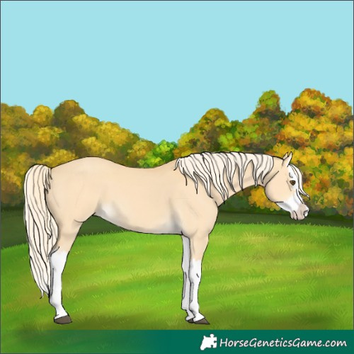 Horse Color:Palomino Dun Splash 