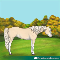 Horse Color:Palomino Dun Splash 