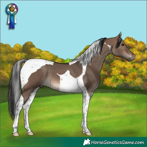 Horse Color:Brown Dun Tobiano