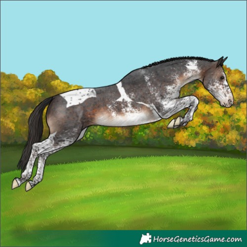 Horse Color:White Spotted Brown Tobiano Appaloosa 