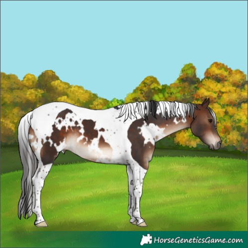 Horse Color:White Spotted Brown Tobiano 